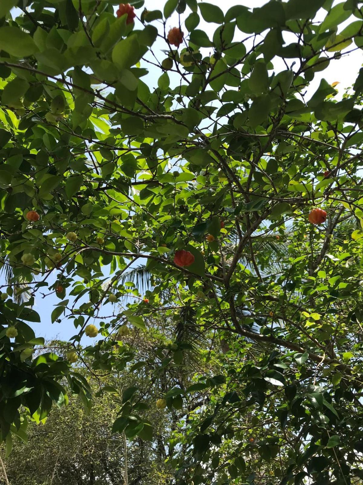Flor De Aruanda Hostel 카보데산토아고스틴호 외부 사진